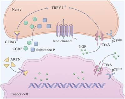 Hallmarks of perineural invasion in pancreatic ductal adenocarcinoma: new biological dimensions
